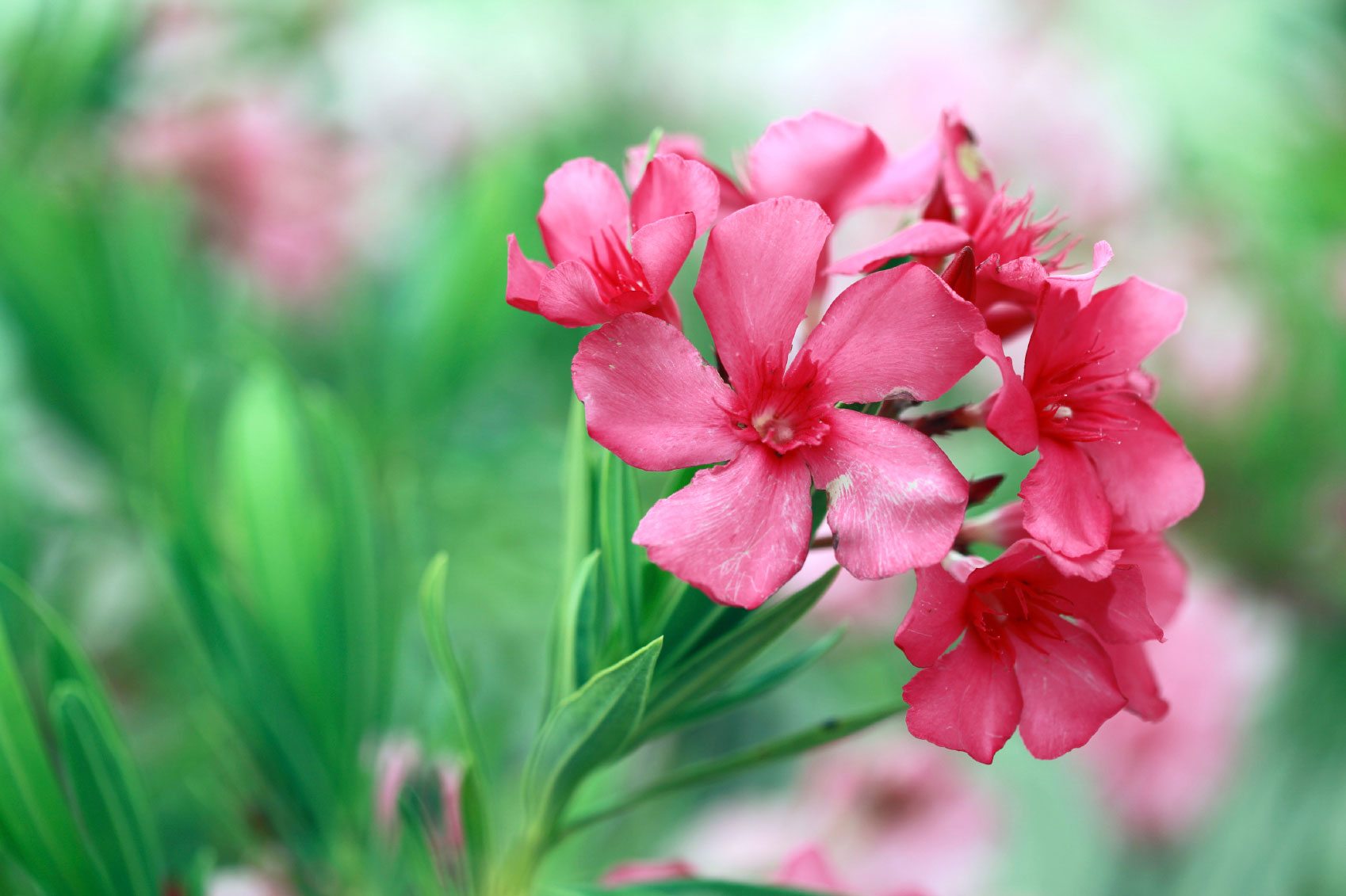 Winter Flowers and Plants