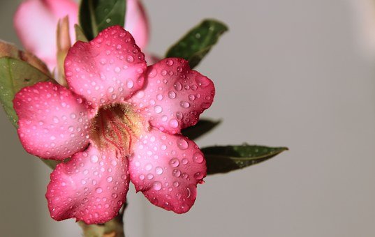 How to Keep the Adenium plant