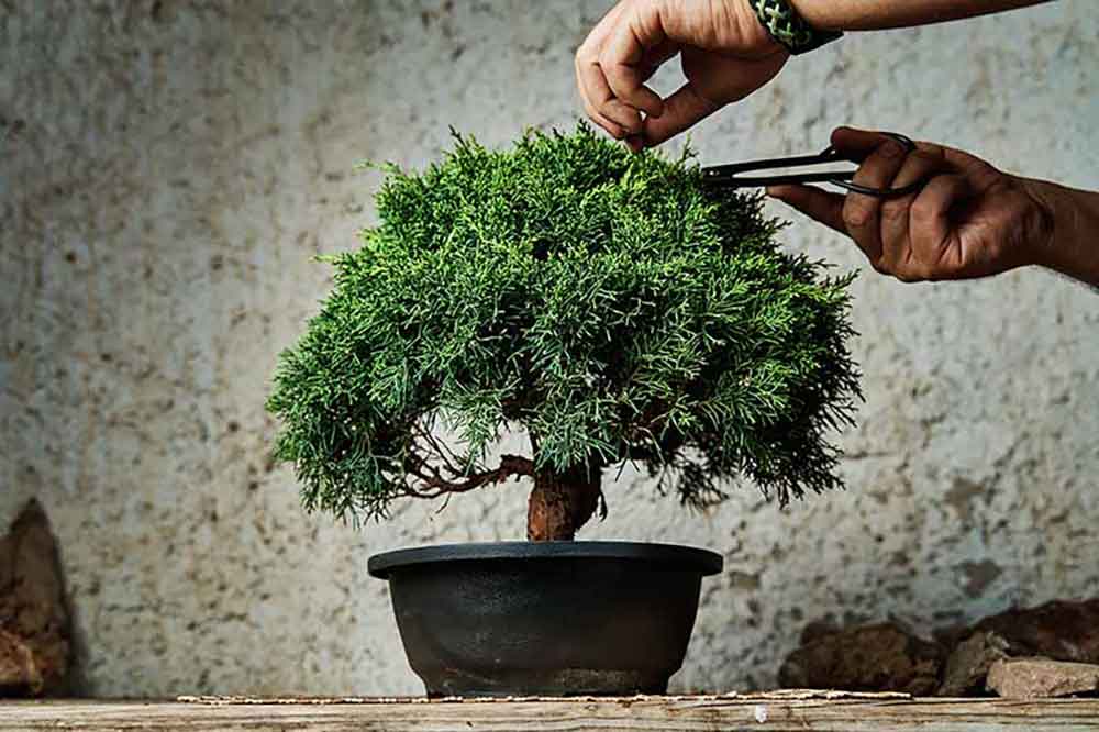 bonsai flowers